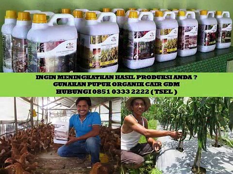 0851 0333 2222 (Tsel) Obat Tanaman Pepaya