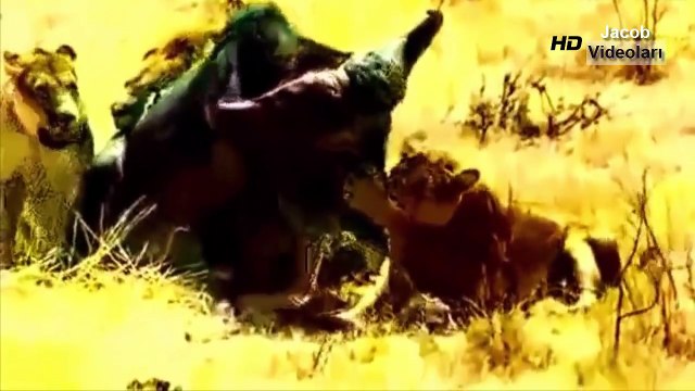 VAHŞİ HAYVAN SALDIRILARI ►► Aslan Adama Saldırıyor - Sırtlan, Bufalo, Zebra, Boz Ayı, Leopar, Babun