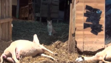 Merada Otlayan Sürüden 8'i Zehirlenerek Telef Oldu