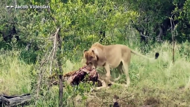 VAHŞİ HAYVAN KAVGALARI ►► Kaplan Aslan Sırtlan Timsah Antilop Bufalo Yaban Köpekleri Fil İnsan