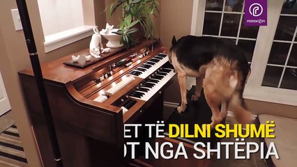 Qeni që luan piano