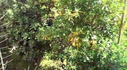 Maison a renover T4 sur 356 m2 de terrain - TOULON fort Rouge