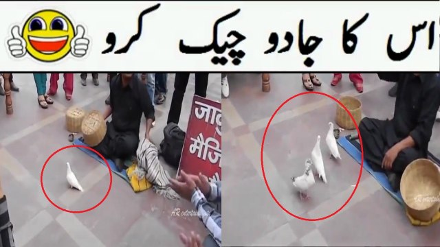 اِس کا جادو چیک کریں ۔۔ ایک کبوتر سے تین کبوتر