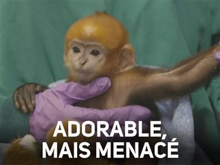 Ce petit singe est l'un des derniers de son espèce...