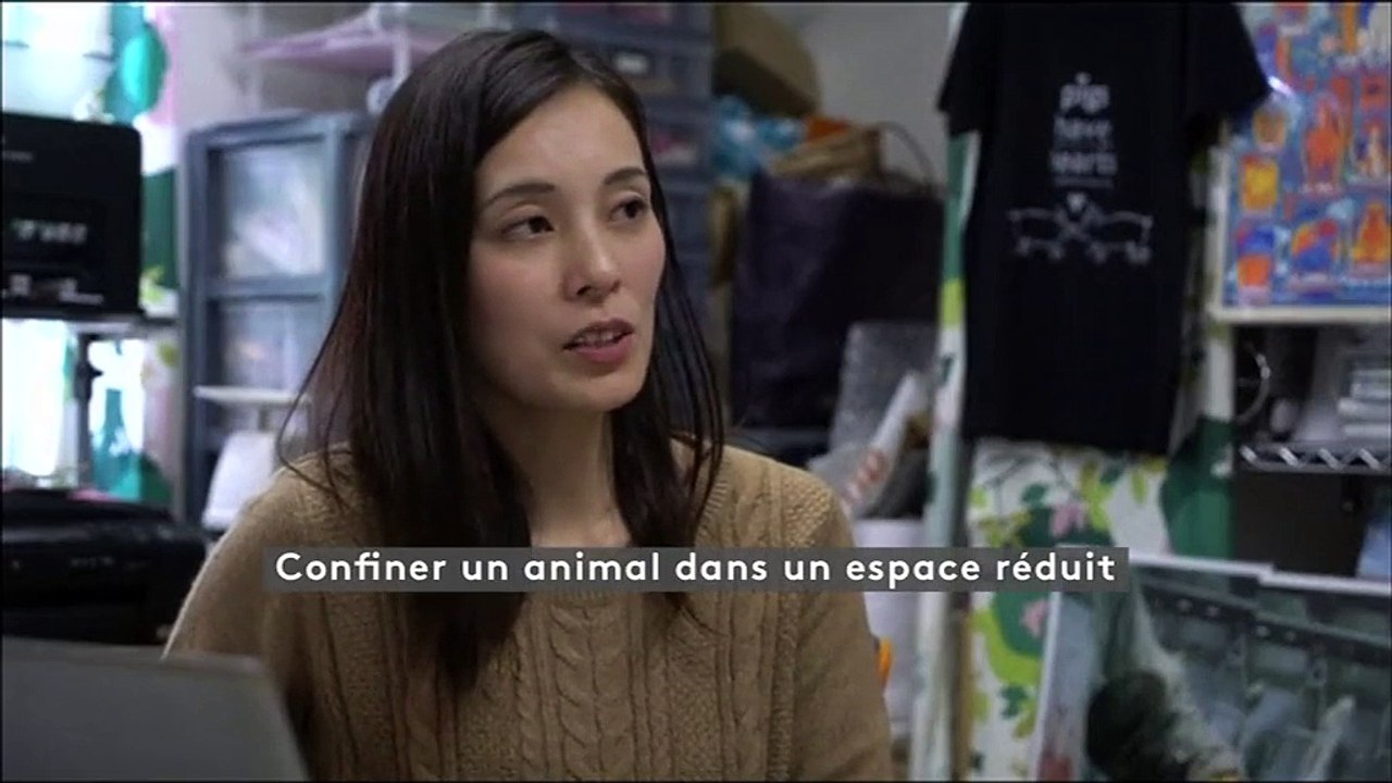 Tokyo : des bars à chouettes controversés