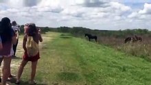 Insolite : un cheval s’attaque violemment à un alligator et tente de la piétiner !