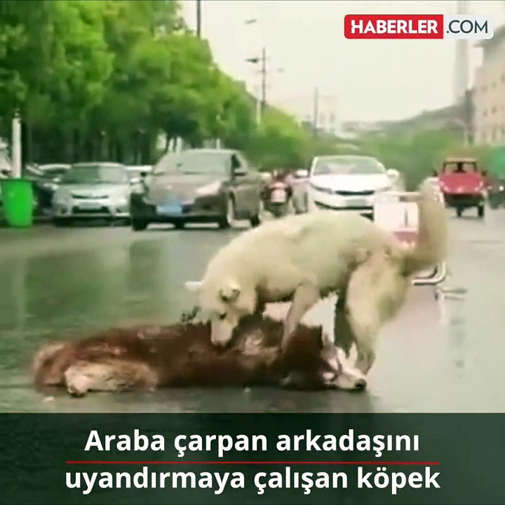 Araba çarpan arkadaşını uyandırmaya çalışan köpek