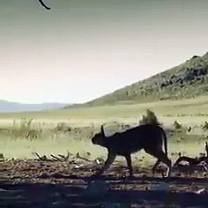 Wild Cat Hunting