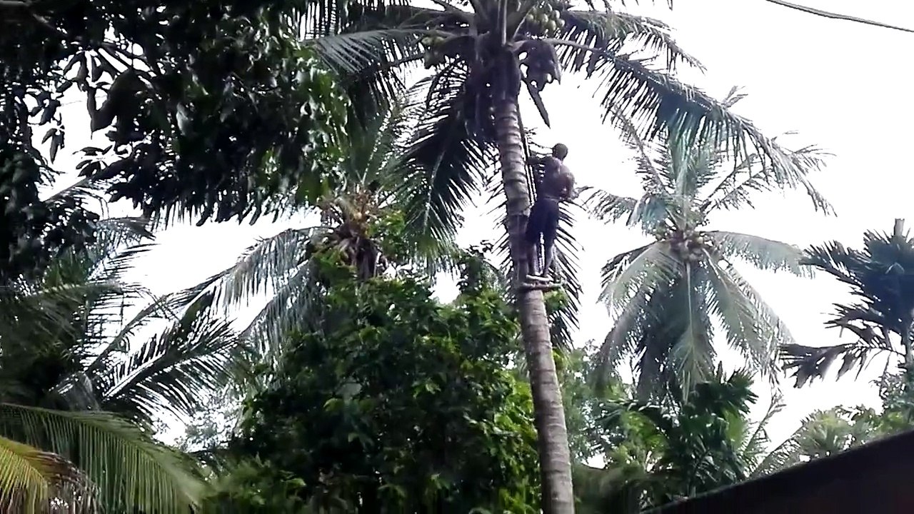 Cocunt Tree Cutting !!!