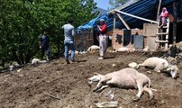 Teşvikle Aldığı 8 Koyunu Zehirlenip Telef Oldu
