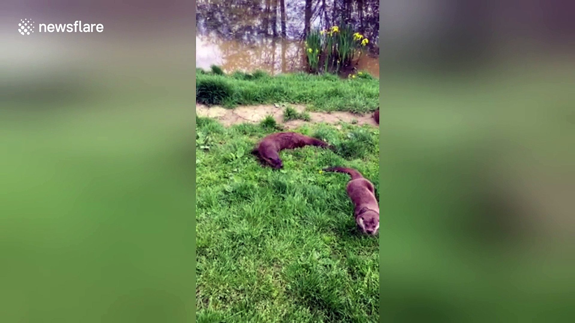 ⁣Cute otter plays with leaf