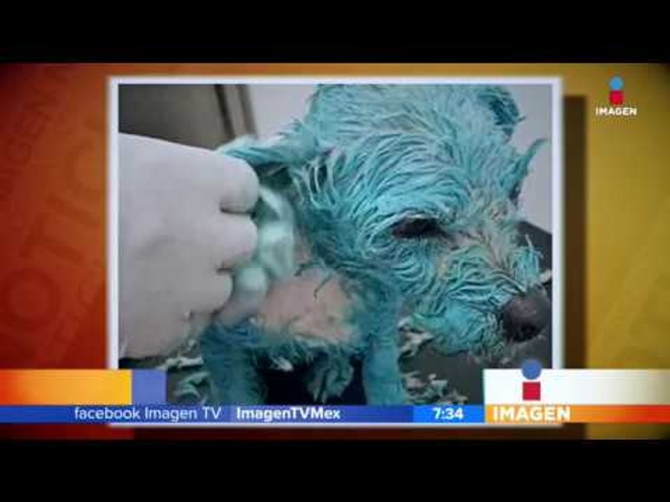 Muere "Muñeca" perrita mutilada en Morelia