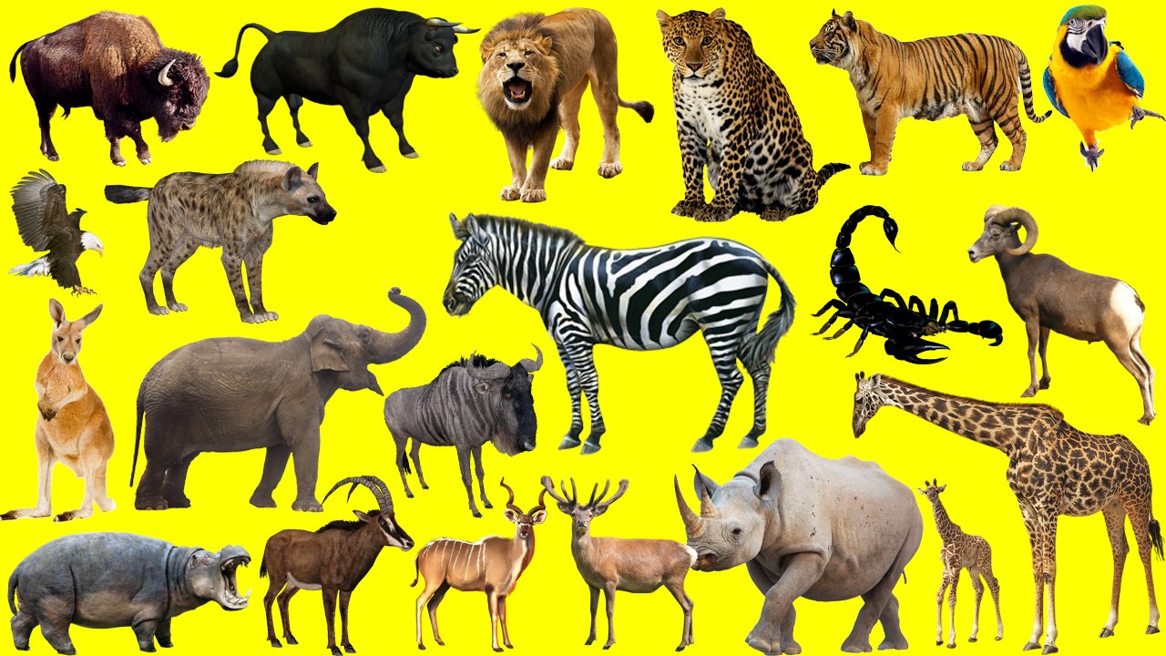 Learn Wild Animals, African Animals for Kids Adventure