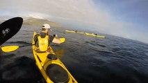 Kayakers Spot Basking Shark Near the Irish Coast