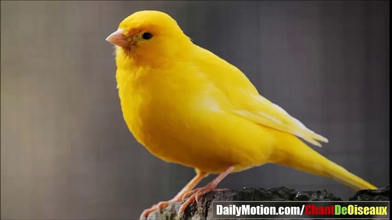Chant de CANARI Jaune très Jolie