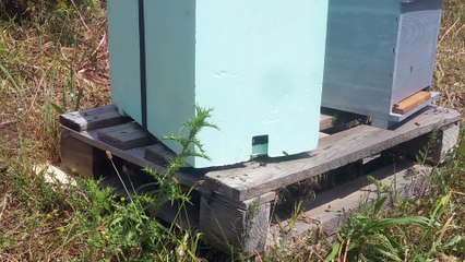 Colonie "Campo" 4 heures après ouverture