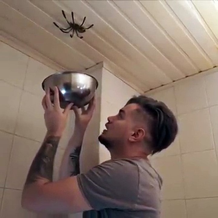 Il essaye d'attraper une énorme araignée au plafond mais rien ne se passe comme prévu