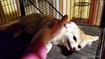 The Real Lucy The Fennec Fox: Unedited