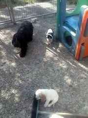 Nos bébés cockers en sorite