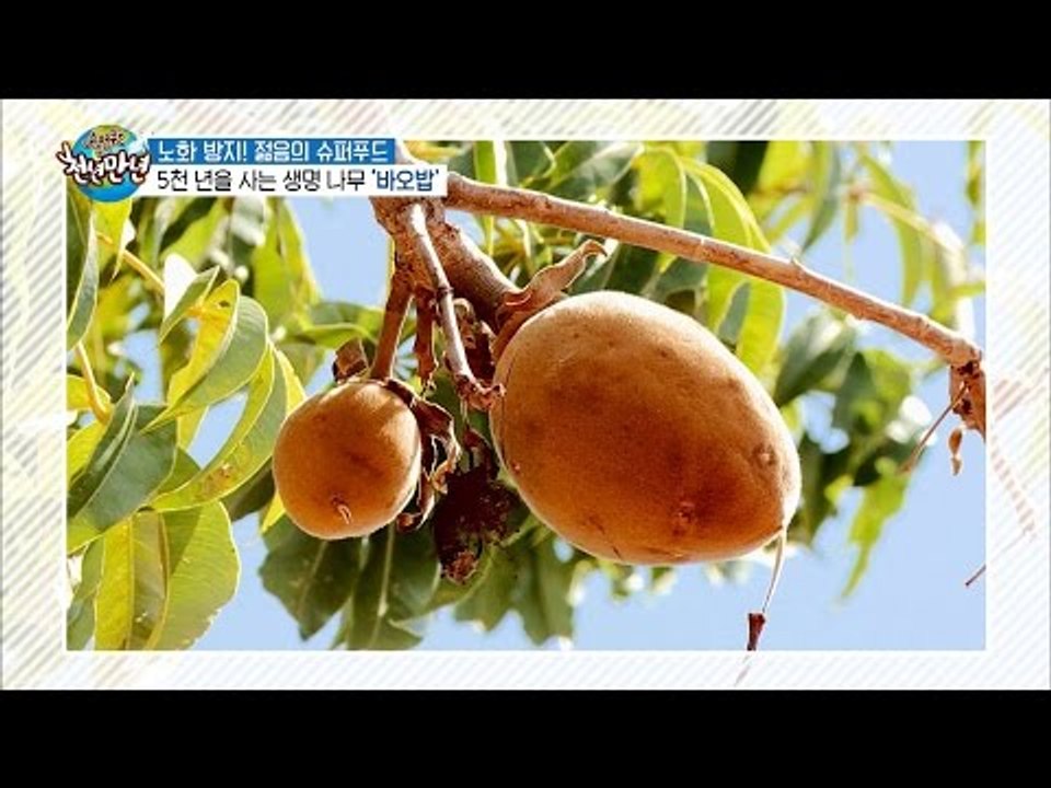 젊음의 슈퍼푸드는 5천년 생명의 ‘바오밥 나무’!! [슈퍼푸드 투어 천년만년] 4회...