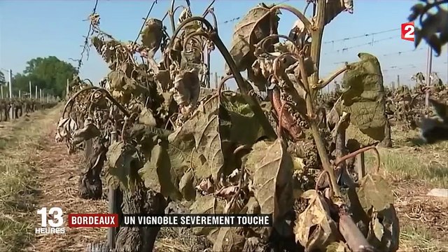 Bordeaux : un vignoble sévèrement touché par le gel