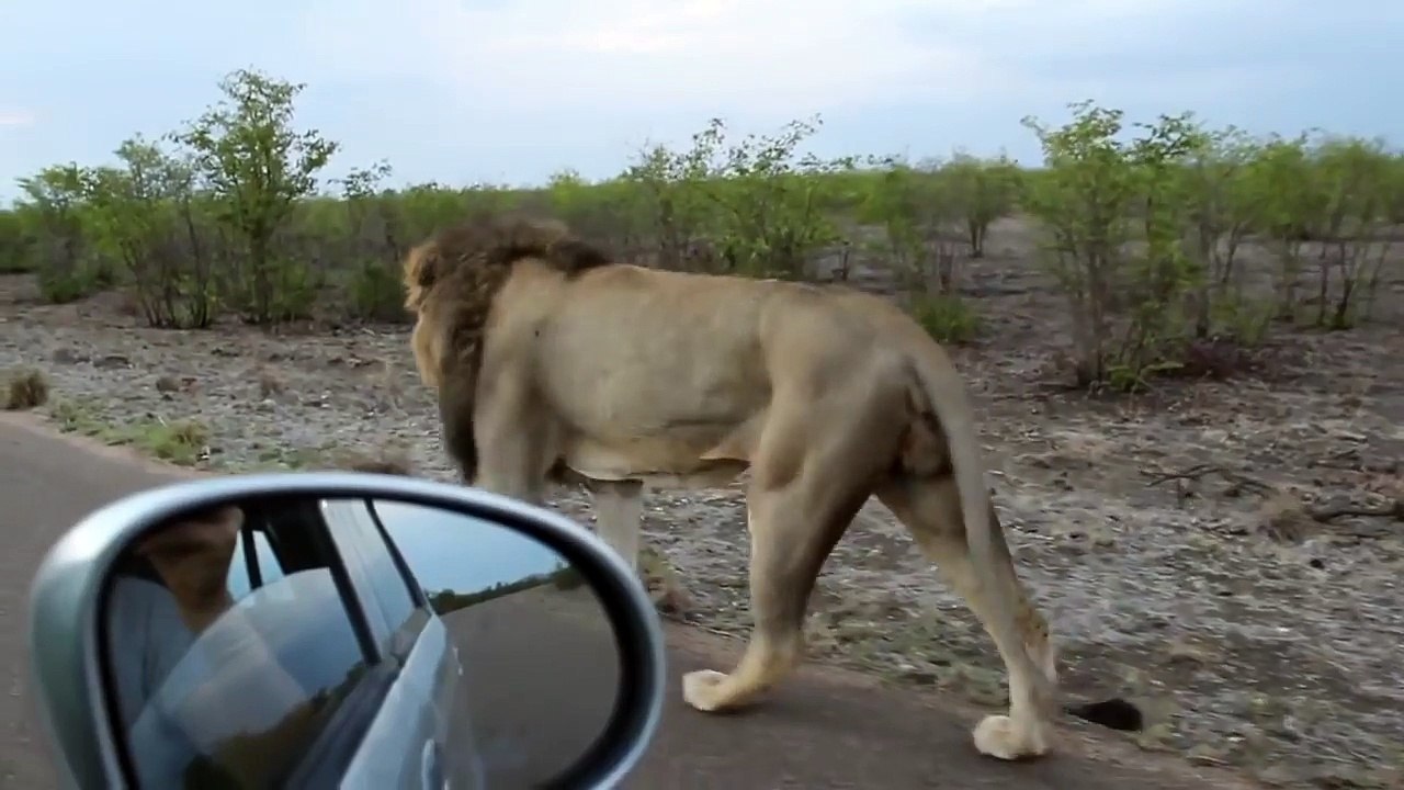 The king of the Jungle - Do not tease Asiatic Lion - Sasan Gir