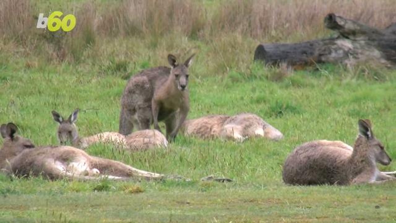 Mating Kangaroos Get Busy Blocking Traffic on Busy Street