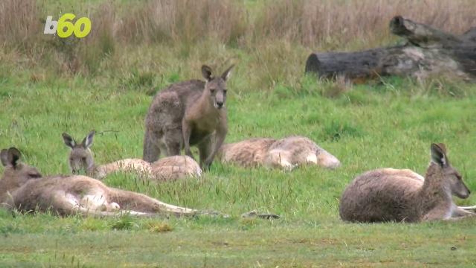 ⁣Mating Kangaroos Get Busy Blocking Traffic on Busy Street