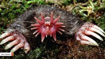 Say Hello To Creepy Yet Adorable Star-Nosed Mole