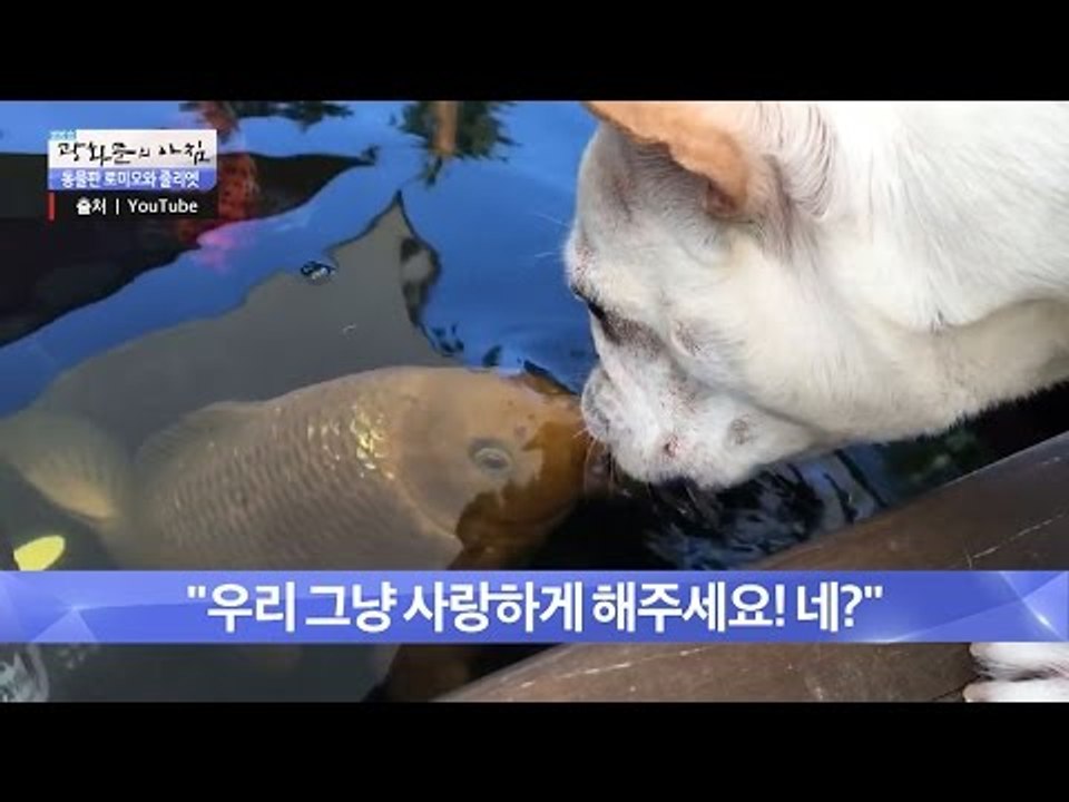 [개감동] 물고기와 개의 사랑 [광화문의 아침] 314회 20160909