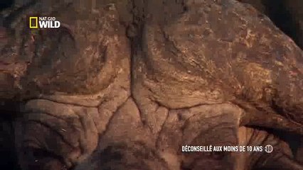 Afrique  à la vie, à la mort  Les tueurs géants