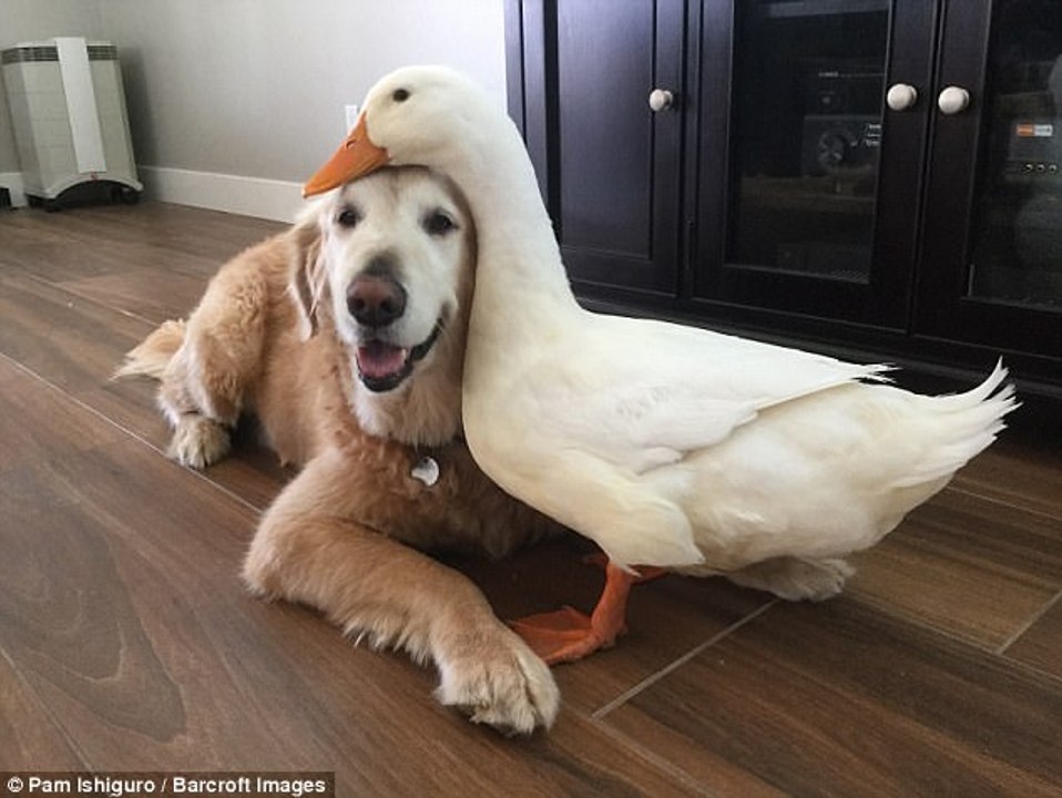 Odd Couple! Inseparable dog and duck prove friends don't have to be birds of a feather
