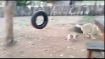 Reverse Video जब एक कुत्ते का बच्चा पड़ा कई शेरों पर भारी।-Reversed
