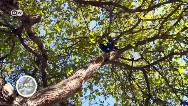 Kirguistan: la selva de nueces en peligro | Global 3000