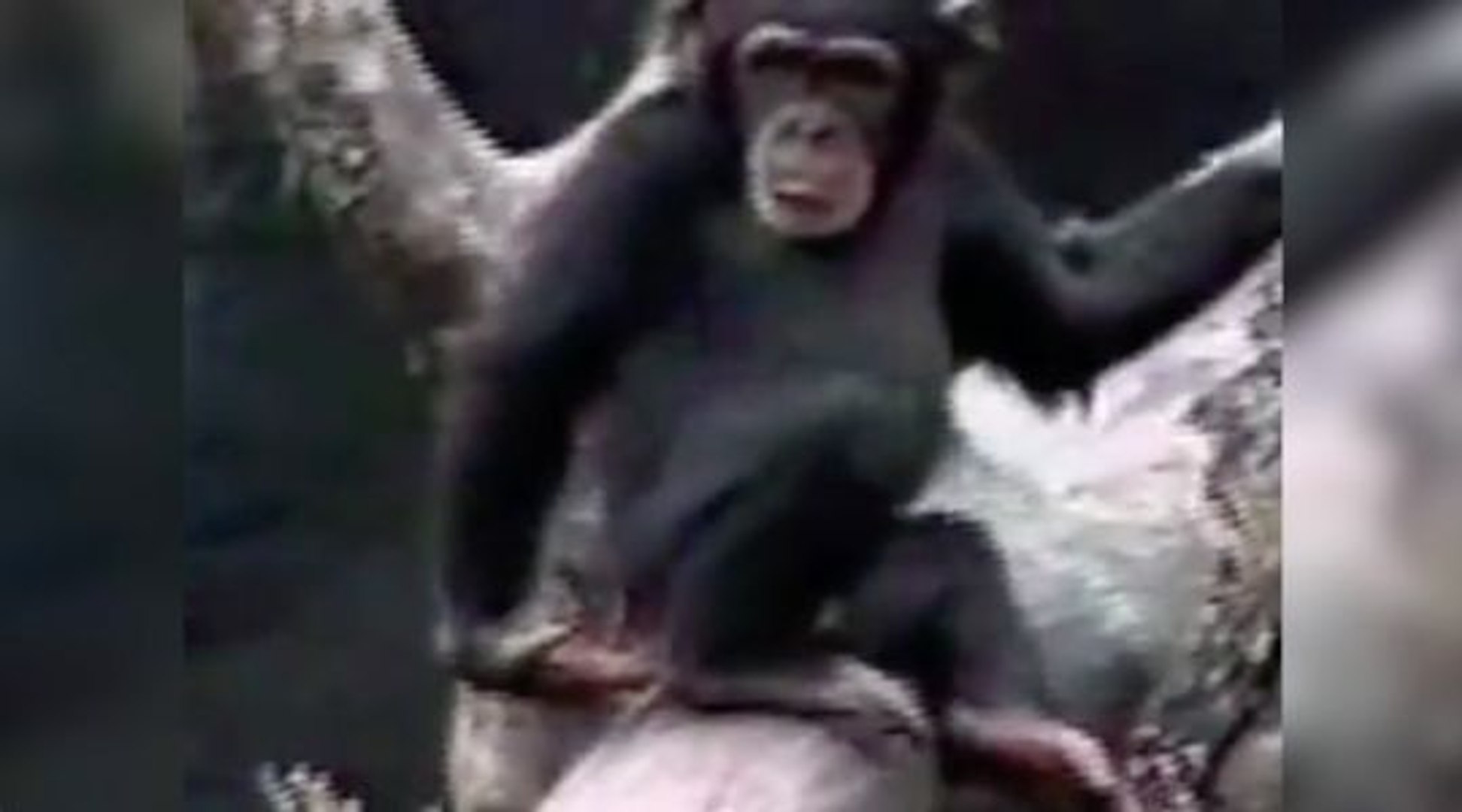 Un singe sent ses fesses et tombe raide. - Vidéo Dailymotion