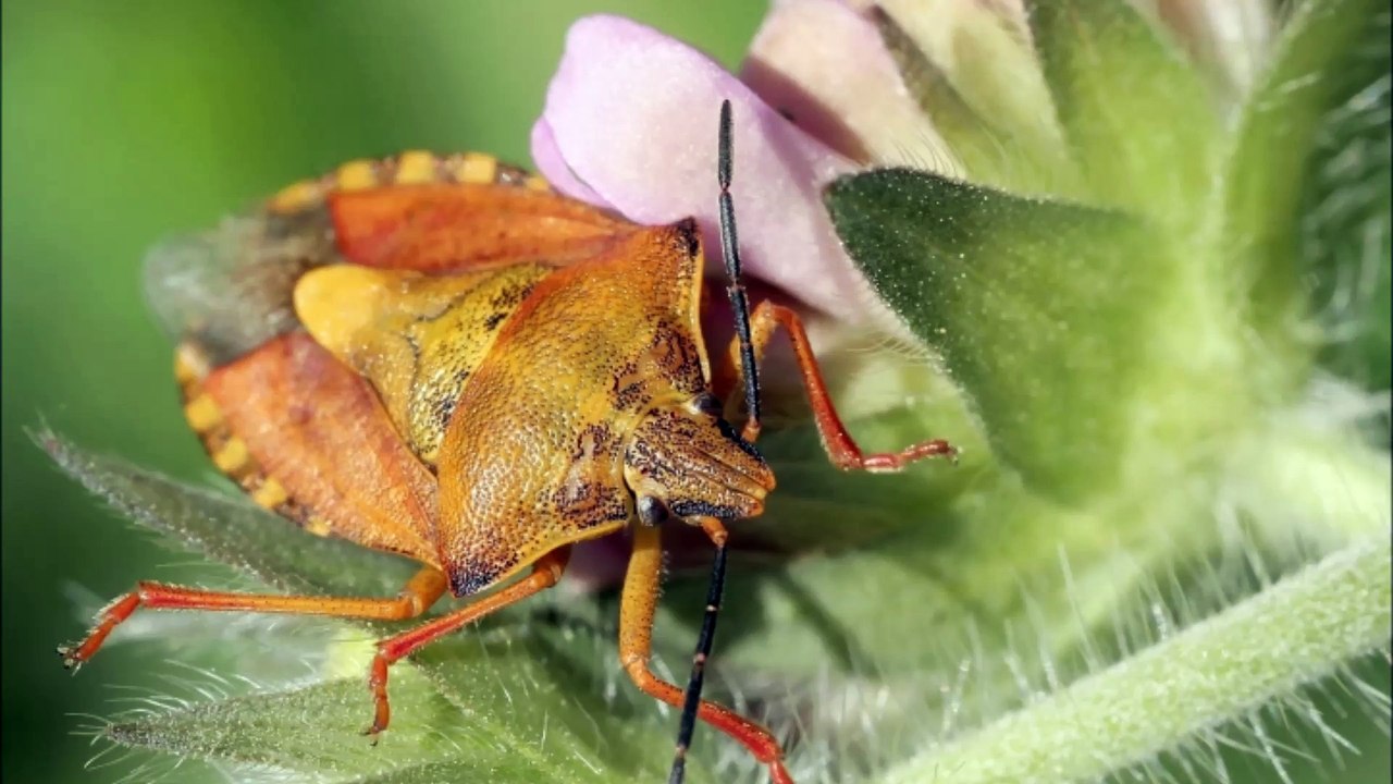 Pest Elimination Inc - (435) 901-0032
