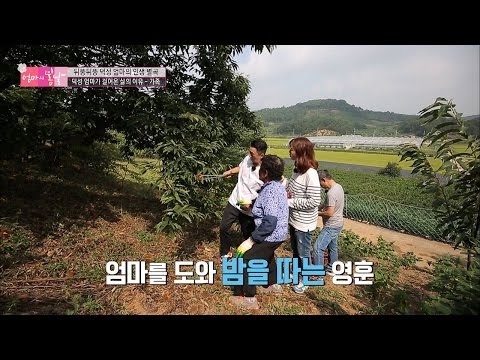 엄마를 도와 밤을 따는 봄날지기들! [엄마의 봄날] 60회 20160925