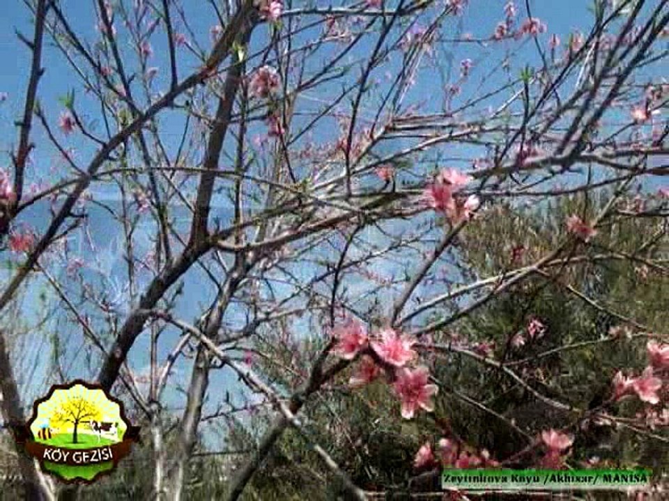 316 Manisa Akhisar Köyleri AGROTROIA