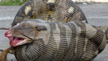 King Cobra eat snack alive - KING Cobra, Attacks & Eats Spitting Cobra