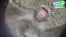 Monkeys Work a GoPro Like Pros in Adorable Video