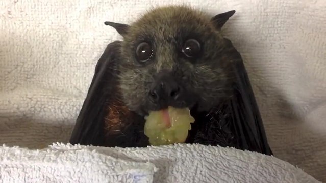 Une chauve souris en train de manger du raisin