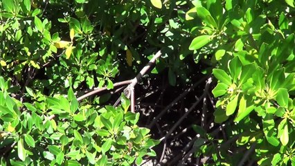 L'étang des salines Collège I.Pelage