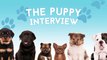 Nick Viall From “The Bachelor- Answers Fan Questions (With Puppies)