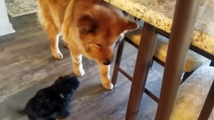 Puppy stops at nothing to get attention from blind dog