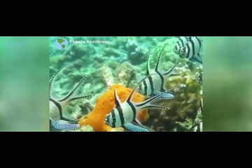 Kamuflaj ustası balık