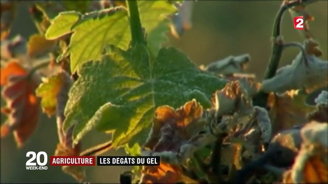 Agriculture : les dégâts du gel pour les vignobles du Bordelais