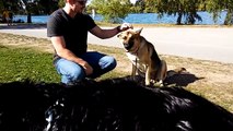 GERMAN SHEPHERD VS ROTTWEILER!!! FEMALE GSD GROWLS AT ROTTWEILER