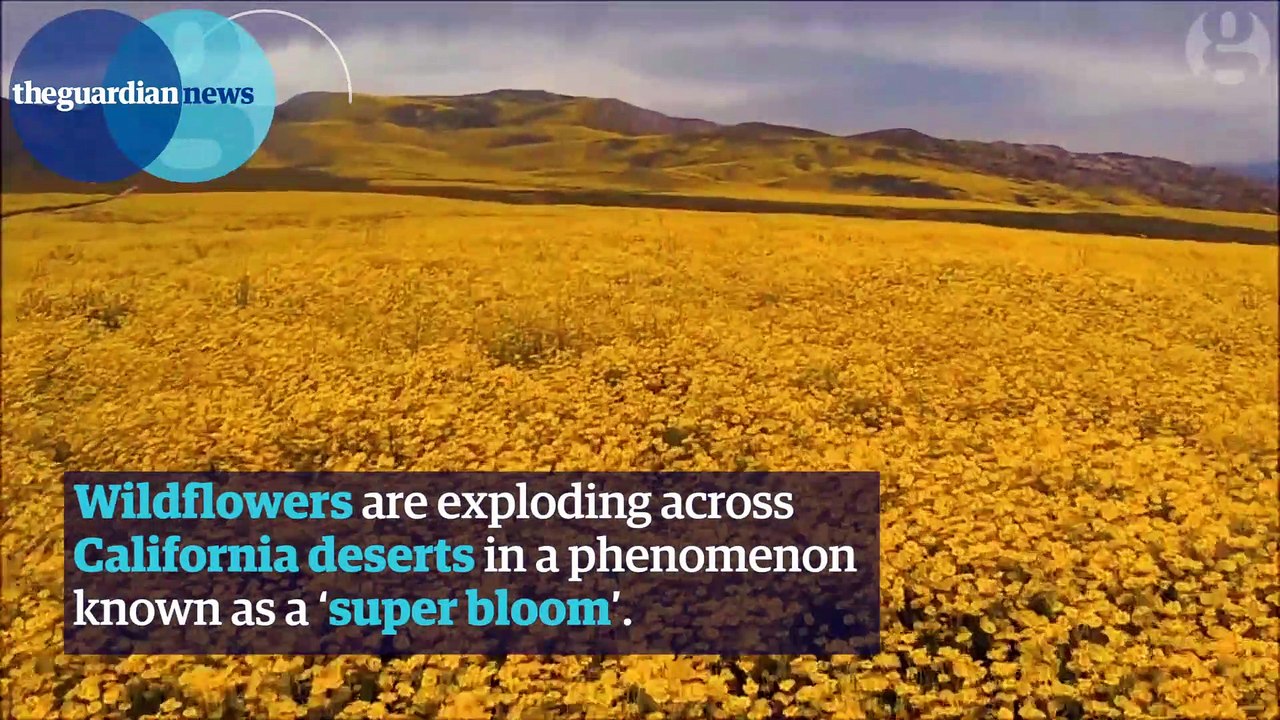 California 'super bloom' visible from space