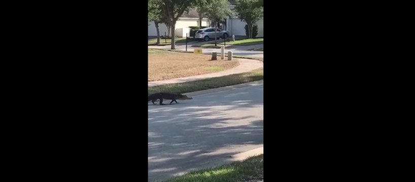 Alligator Roams Through Neighborhood in West Haven Davenport