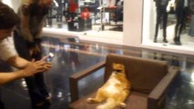 Cool Cat Chills at Mall